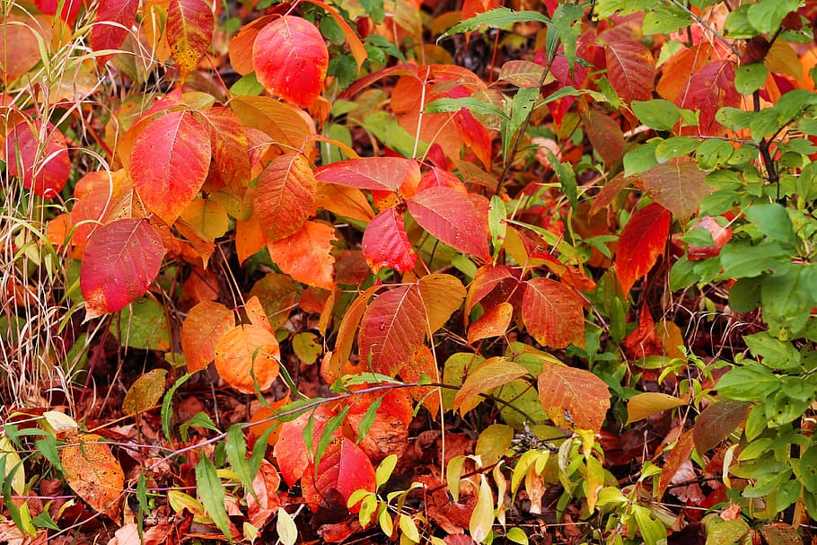 leaves, red, fall, autumn, foliage, forest, nature, colors HD wallpaper