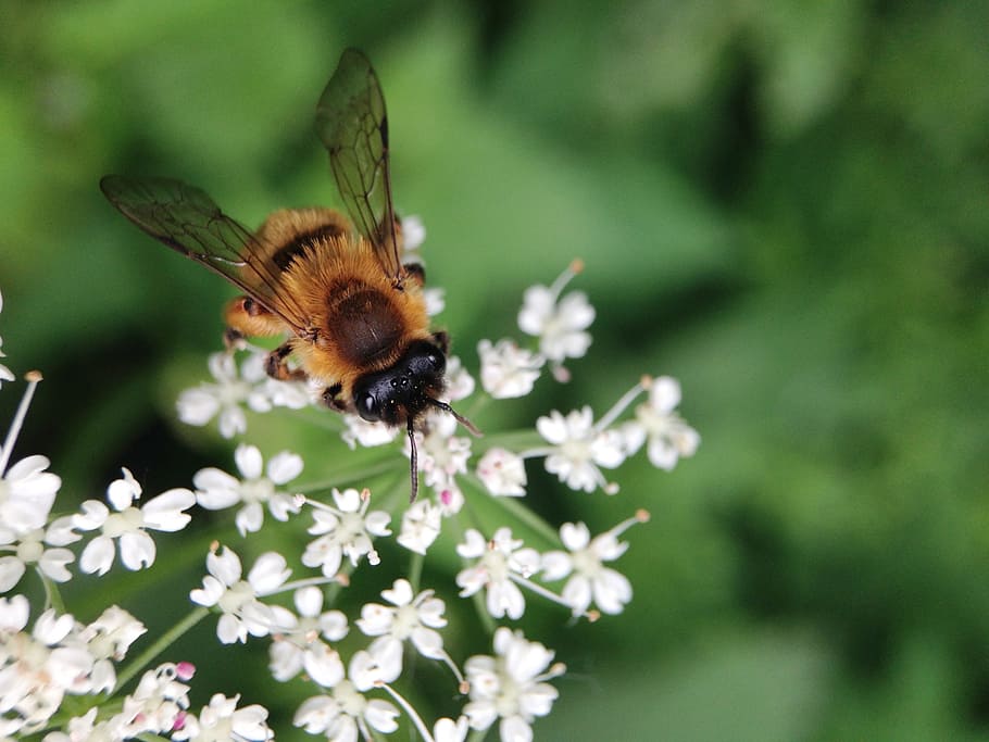 bee, flowers, nature, animal themes, invertebrate, insect, one animal HD wallpaper