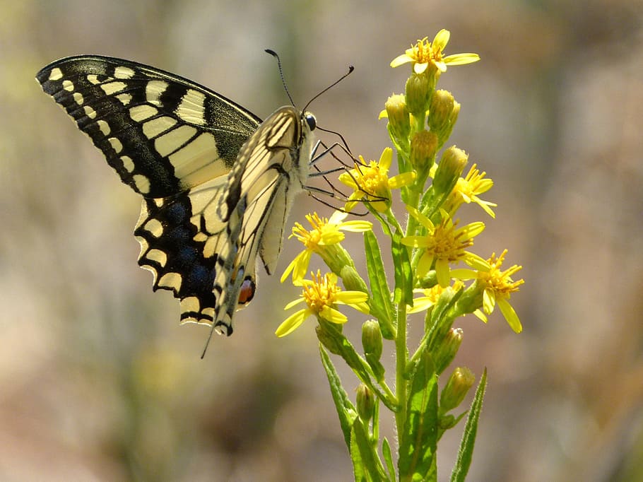 butterfly, libar, wild flower, machaon, butterfly queen, papilio machaon HD wallpaper