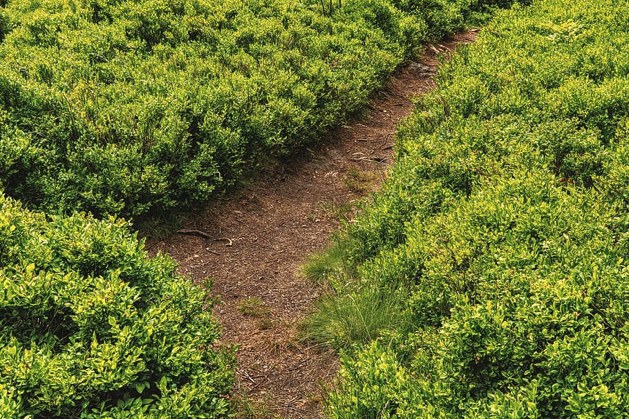 away, trail, nature, path, devoured, landscape, summer, hiking HD wallpaper