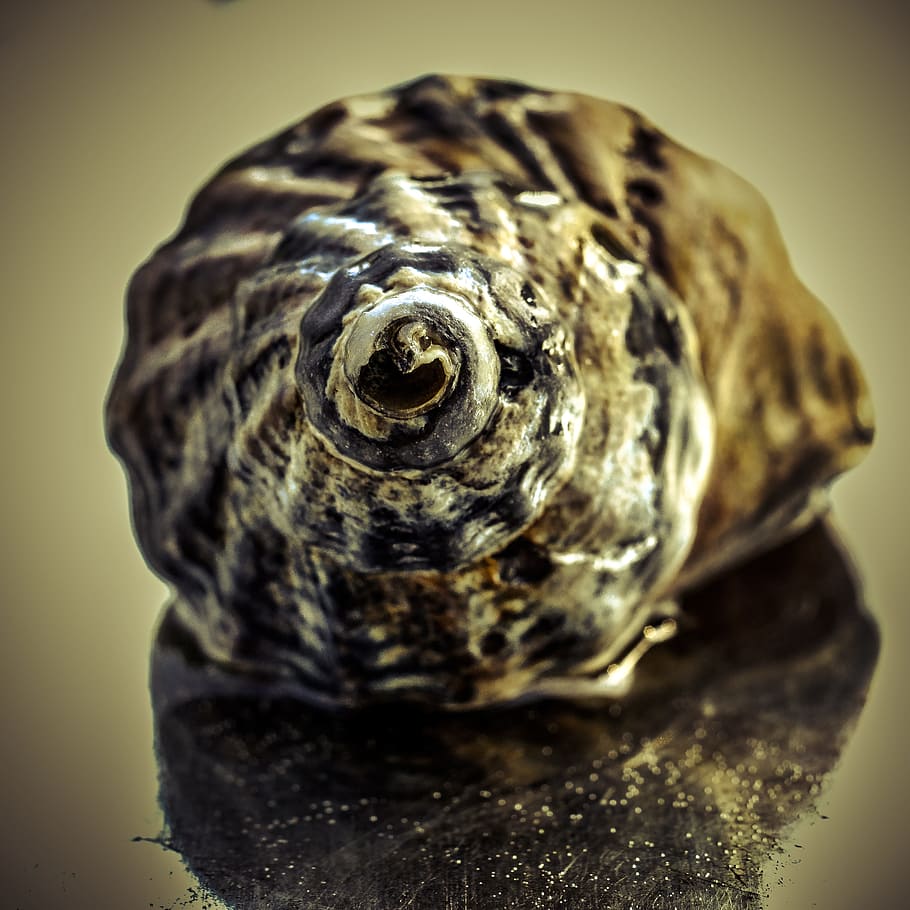 snail, water, mirroring, close-up, indoors, studio shot, no people HD wallpaper