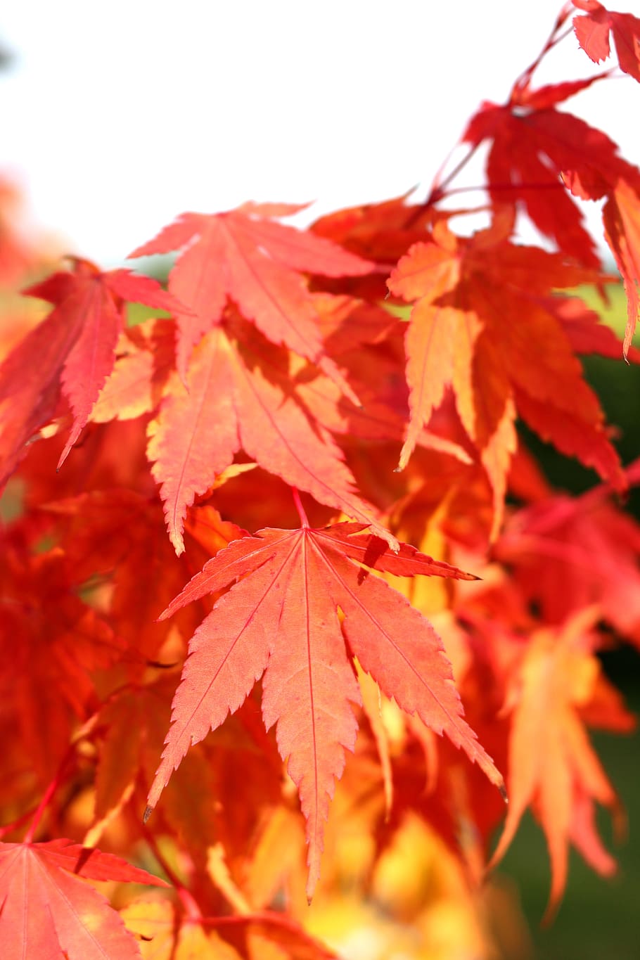 red leaves, fall foliage, fall color, maple, leaf, autumn, plant part HD wallpaper