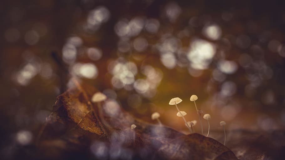 mushrooms, macro, fungus, small, toadstool, toadstools, plant HD wallpaper
