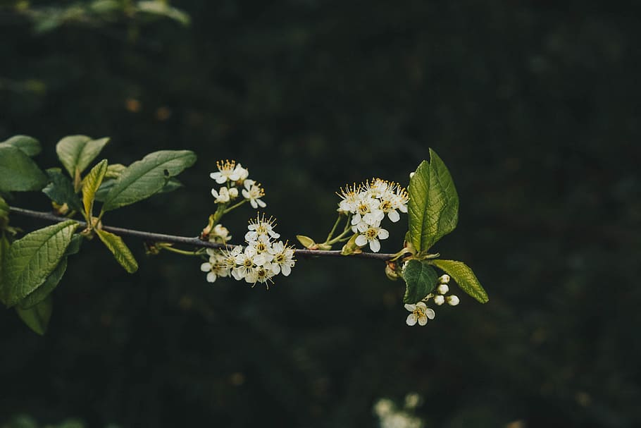 selective focus photography of white petaled flowers, selective focus photography of white cherry blossoms at daytime HD wallpaper