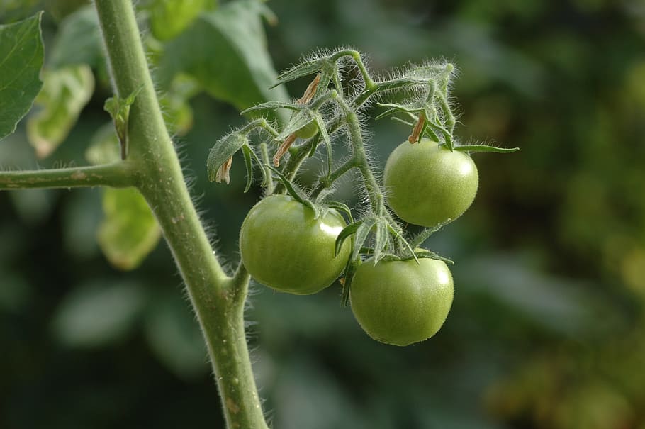 Plant, tomatoes, green tomatoes, vegetable, vegetables, planting HD wallpaper