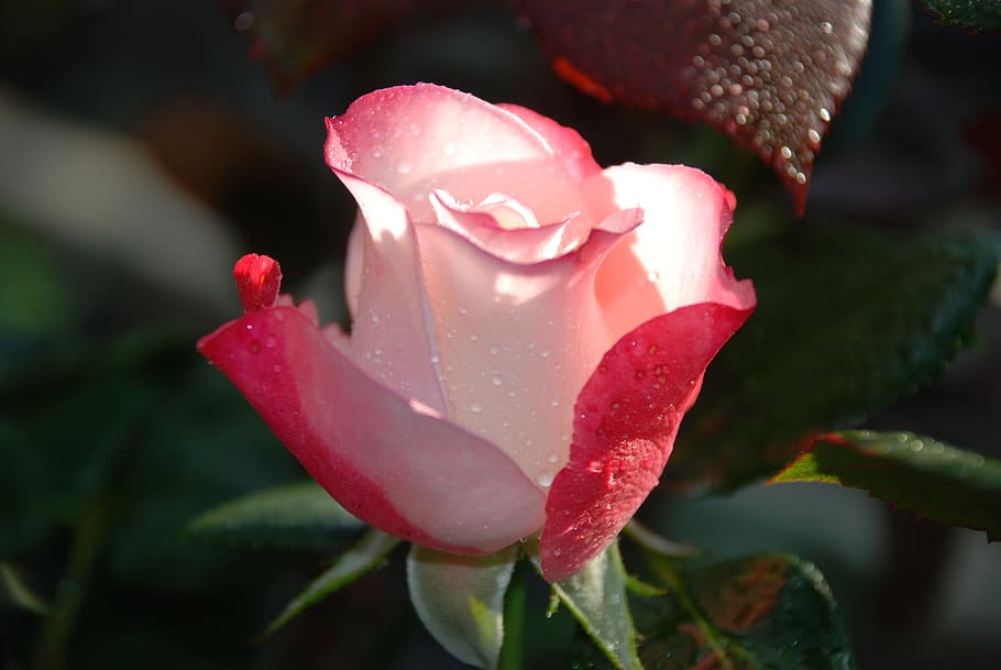 Flower, Yellow, Rose, Drops, Plant, nature, lilac, white, flowers HD wallpaper