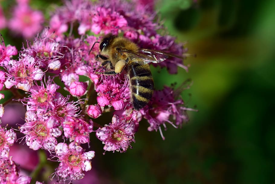 bee, collect, spierstrauch, blossom, bloom, pink, close, small HD wallpaper