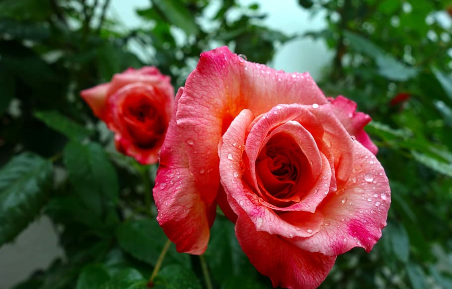 two red flowers in bloom, rose, blossom, pink, nature, rose blooms HD wallpaper