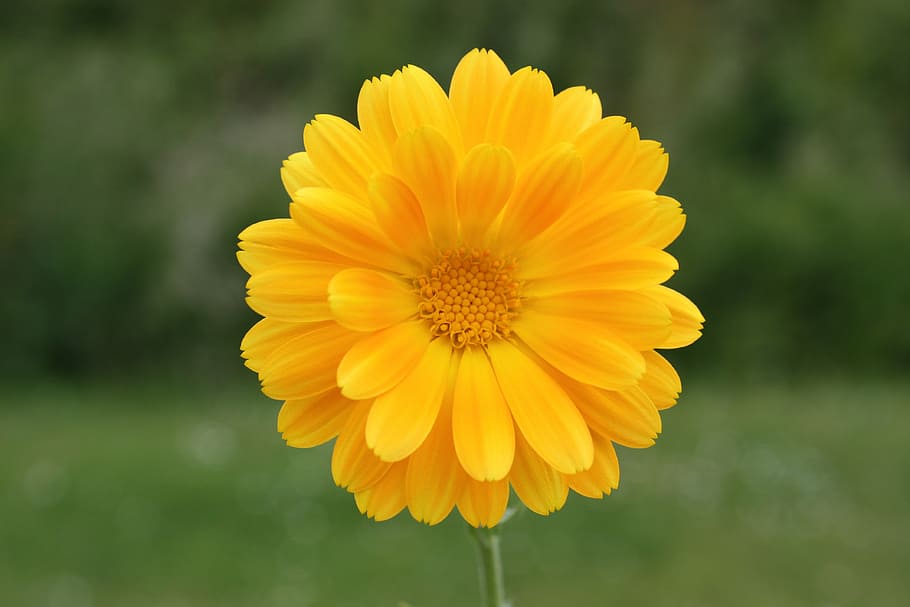 selective focus photography of yellow petaled flower, spring HD wallpaper