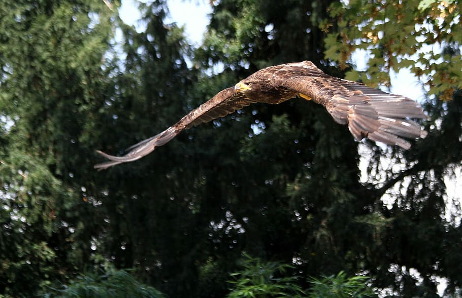 Eagle, Raptor, Bird, Nature, Animal, one animal, tree, animals in the wild HD wallpaper