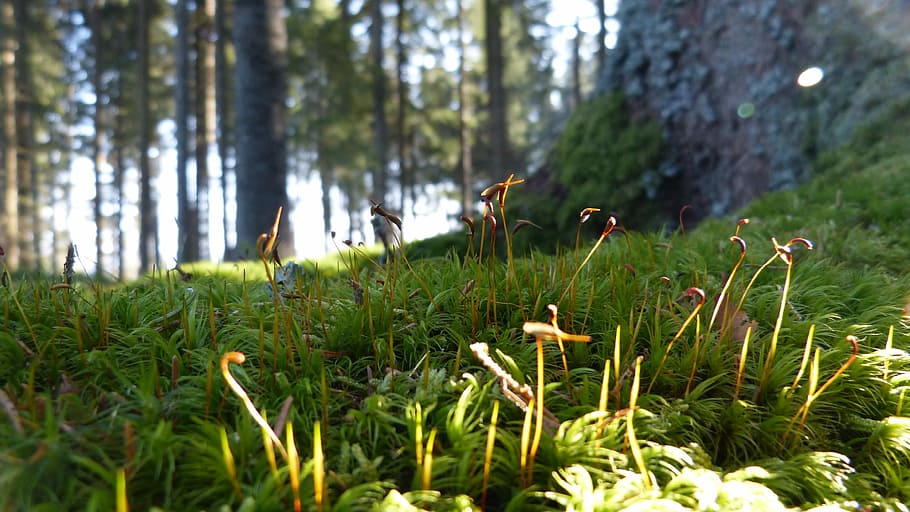 Forest Floor, Moss, Nature, landscape, growth, outdoors, plant HD wallpaper