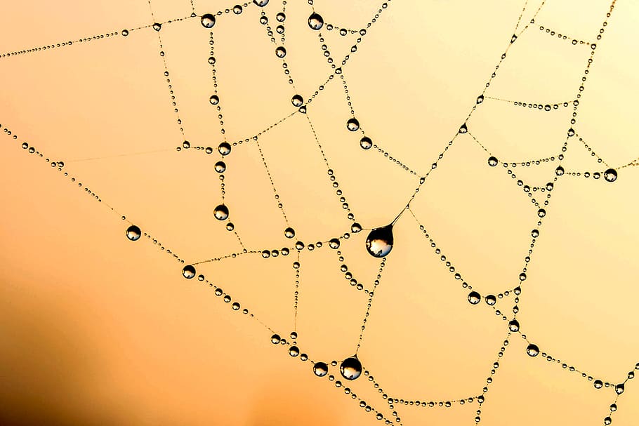 close photography of body of water on spider web, beaded, cobweb HD wallpaper