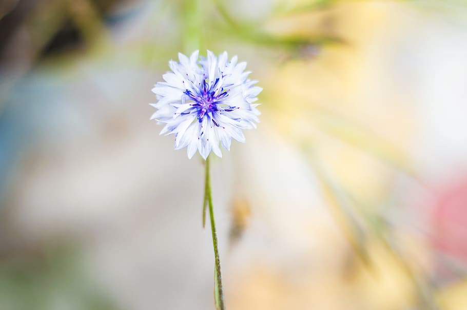 flower, cornflower, bokeh, hay, white, summer, summer flower HD wallpaper