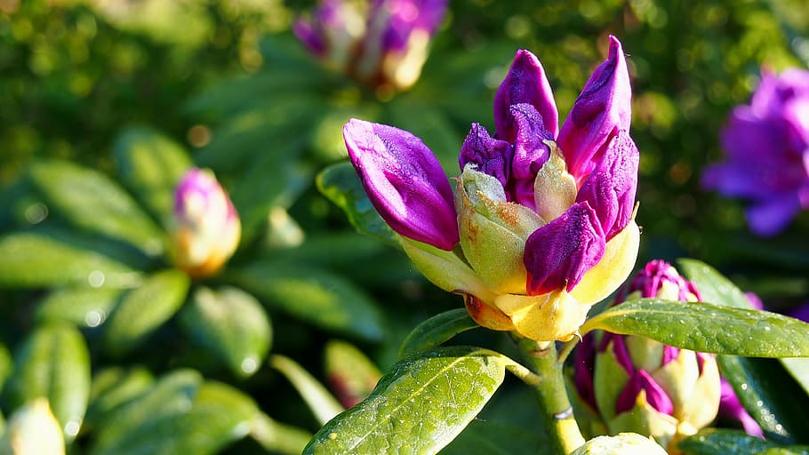 rhododendron, flowers, plant, pink, garden, closeup, macro HD wallpaper