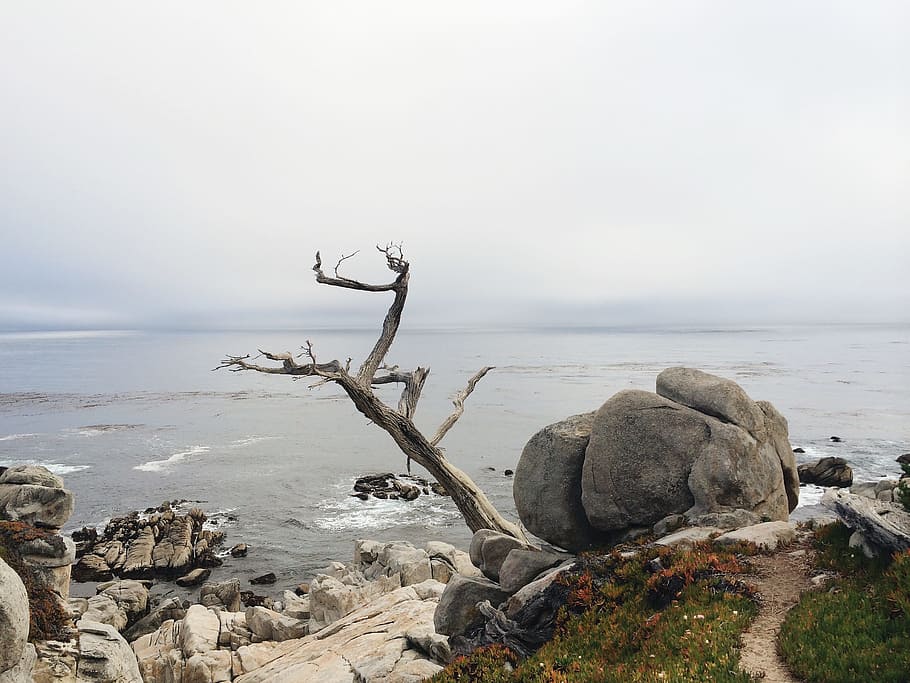 withered tree near sea, gray rocks near body of water, Ghost Tree HD wallpaper