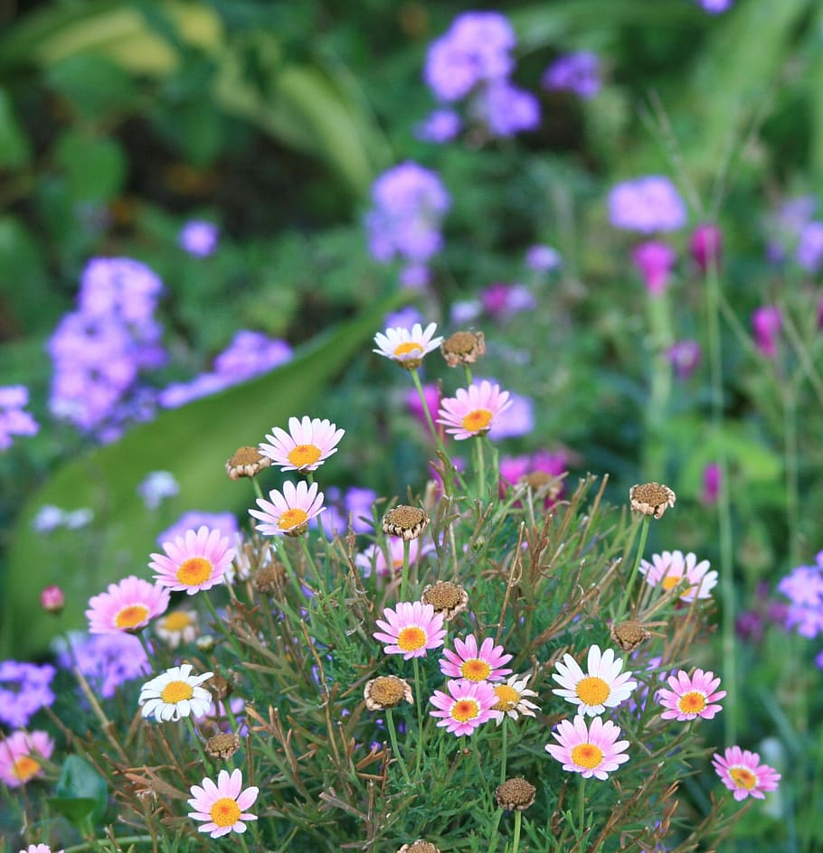 flowers, daisies, pink, verbena, purple, garden, flowering plant, HD wallpaper