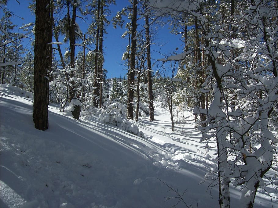 Forest, Winter, Snow, Trees, Lynx Lake, prescott, arizona, cold temperature HD wallpaper