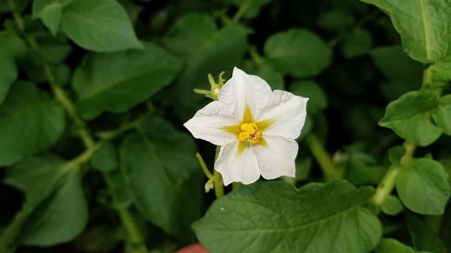 potato, flower, plant, white, blossom, solanaceae, flowering plant, HD wallpaper