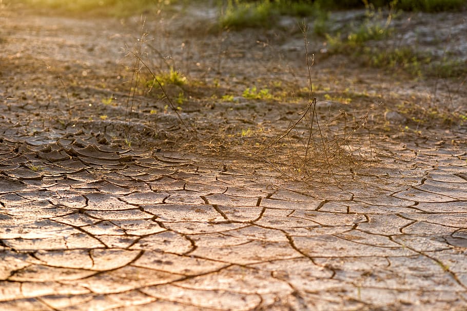 dried grass on dehydrated soil at daytime, cracked ground, desert HD wallpaper