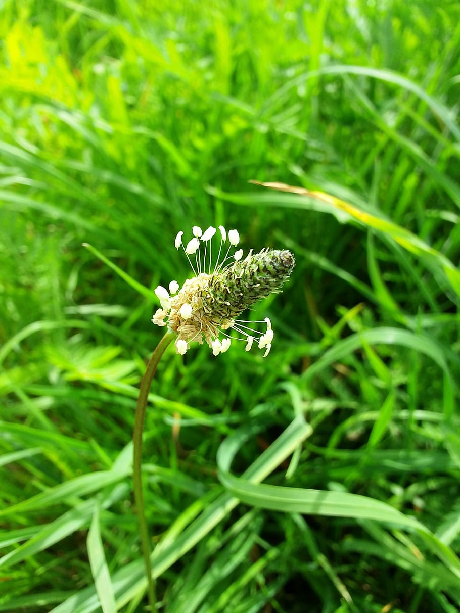 plant, flower, green, green color, growth, animal themes, animal wildlife HD wallpaper