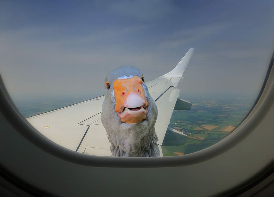 Aircraft, Duck, Window, Remix, aircraft window, airplane, air vehicle HD wallpaper