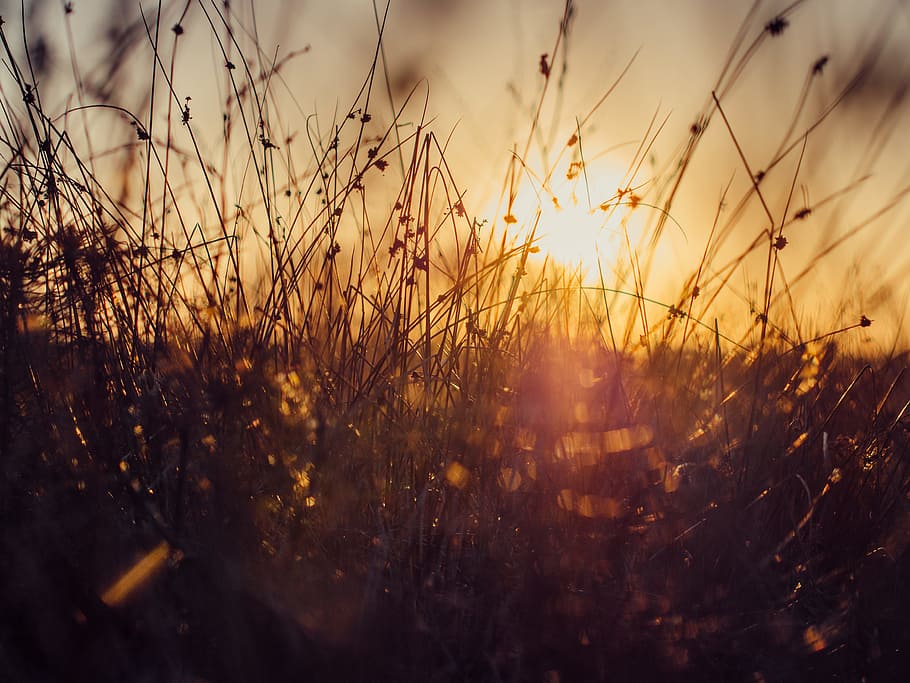 silhouette photography of glass field, grass, plants, nature HD wallpaper