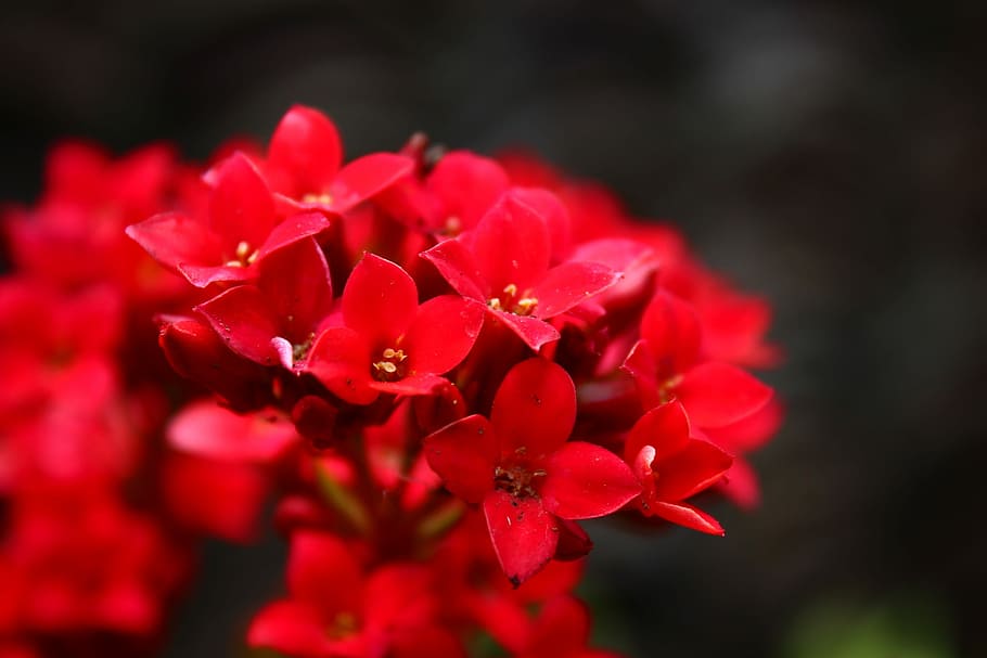 Flower, Plant, red, petal, beauty in nature, fragility, flowering plant HD wallpaper