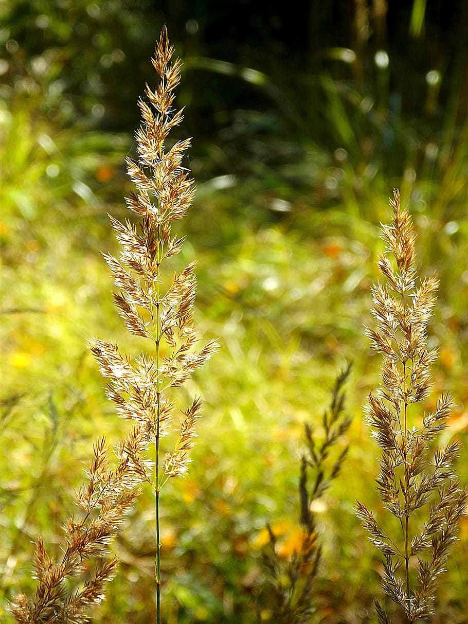 meadow, grain, color, september, grass, yellow, blade of grass HD wallpaper