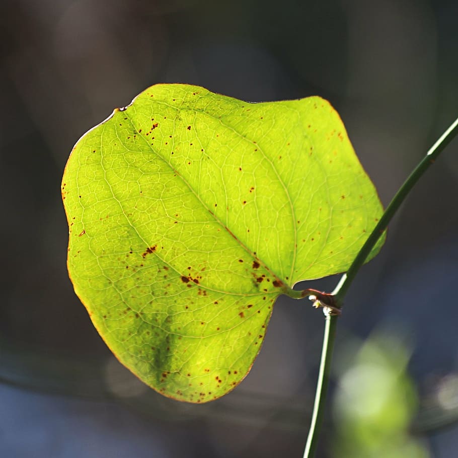 leaf, green, green leaf, plant, nature, natural, flora, plant part HD wallpaper
