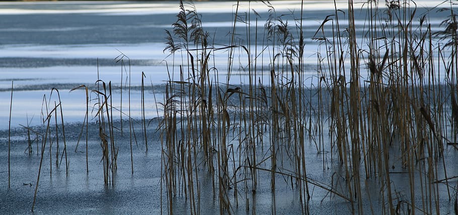 bank, lake, nature, rest, reed, pond, water, plant, evening HD wallpaper