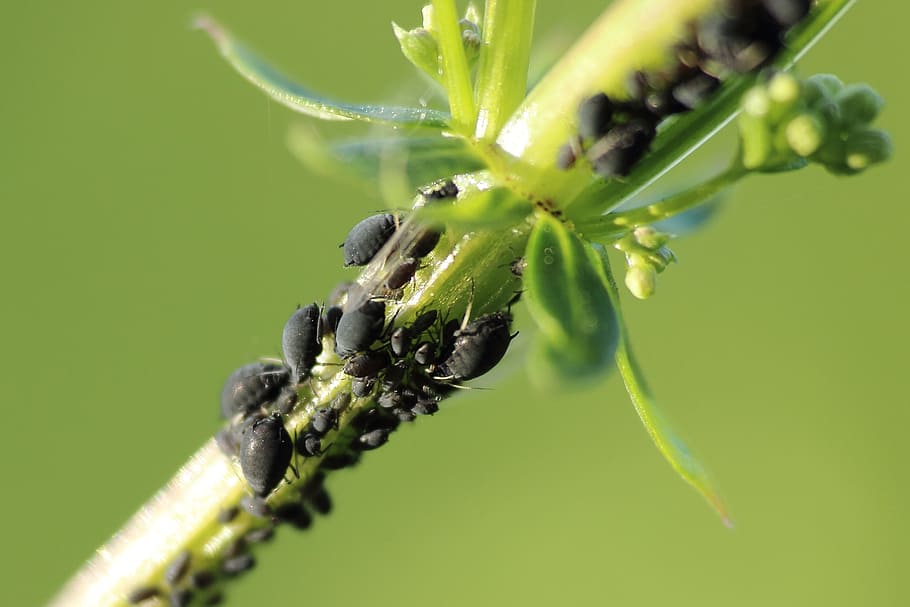 close-up photography of black bugs on twig, Aphids, Pest, Bush HD wallpaper