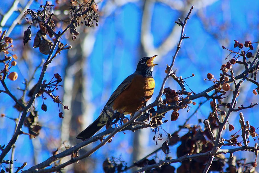 robin, tree, nature, outdoors, bird, branch, wildlife, songbird HD wallpaper