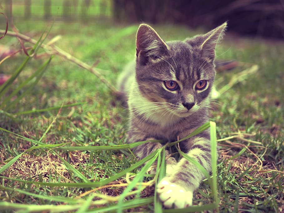 brown tabby cat on grass field, Kitten, Vintage, Pet, Animal, HD wallpaper
