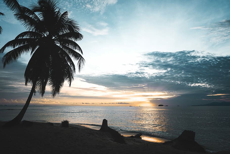 silhouette of coconut tree beside the seshore, landscape photo of coconut tree near shore HD wallpaper