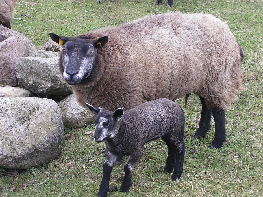 sheep, mammal, lamb, animal, farm, livestock, wool, agriculture HD wallpaper