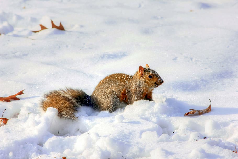 squirrel on ice during day time, winter, wildlife, snow, mammal HD wallpaper