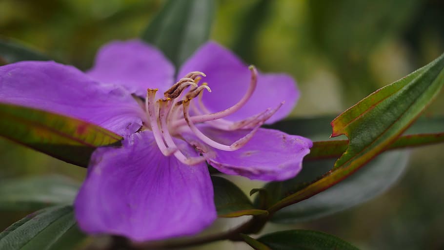 flower, violet, jardiniere, nature, purple flowers, plant, petals HD wallpaper