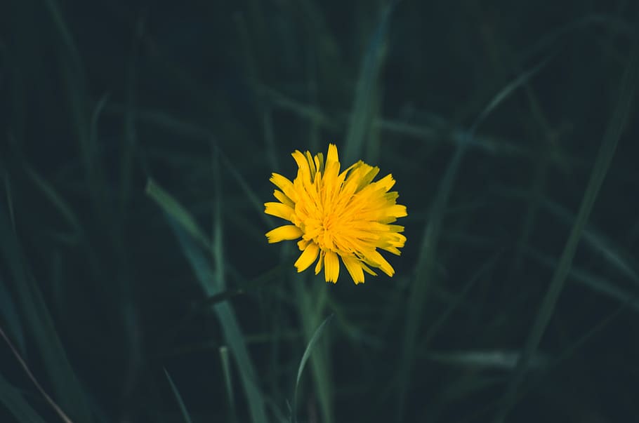 shallow focus photography of yellow flower, selective photography of flower HD wallpaper