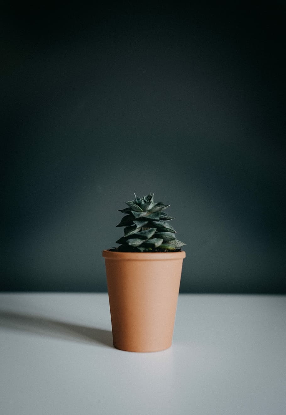 green potted plant on white table, green potted plant on brown clay pot HD wallpaper