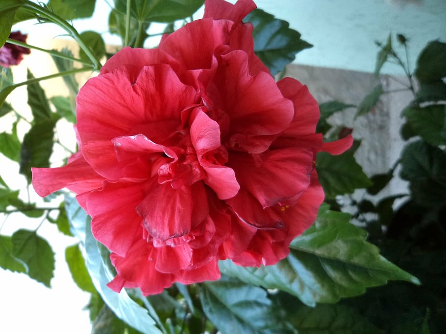 hibiscus, flower, red, nature, plant, petal, leaf, close-up HD wallpaper