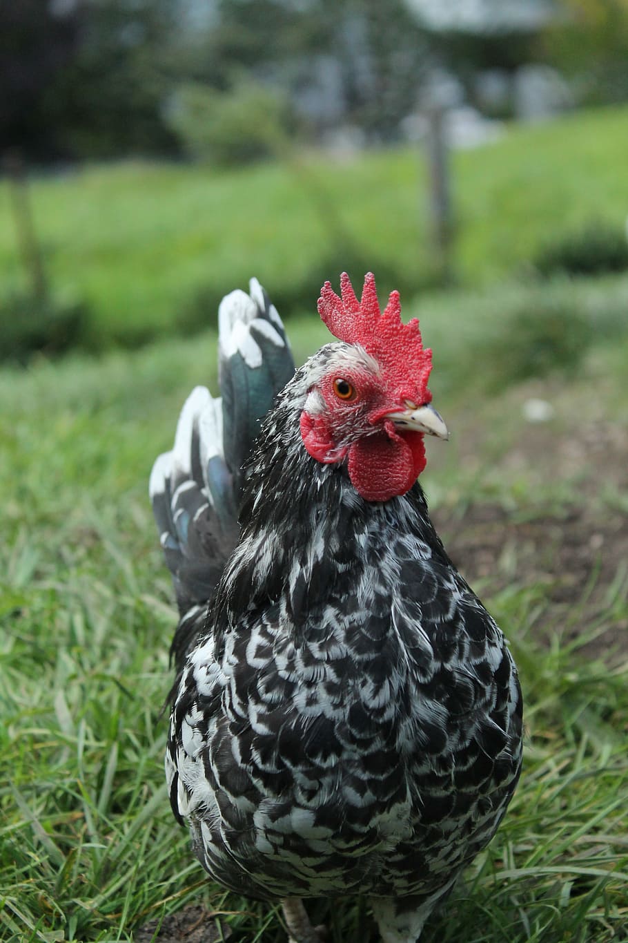 chicken, close, frontal shot, bird, animal themes, livestock HD wallpaper