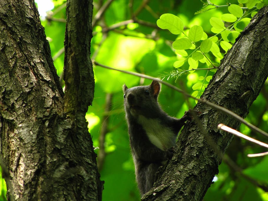 squirrel, forest, animal, animal themes, tree, one animal, animal wildlife HD wallpaper