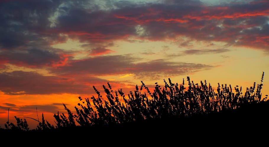 lavender, sunset, red, plant, grass, flowers, fiels, silhouette HD wallpaper