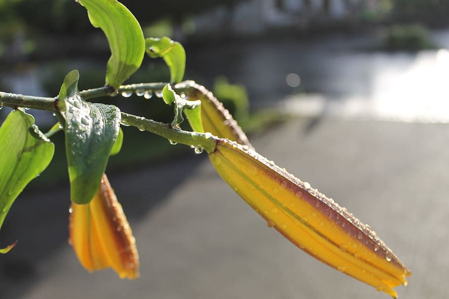 lily, bud, yellow, close-up, focus on foreground, day, no people HD wallpaper