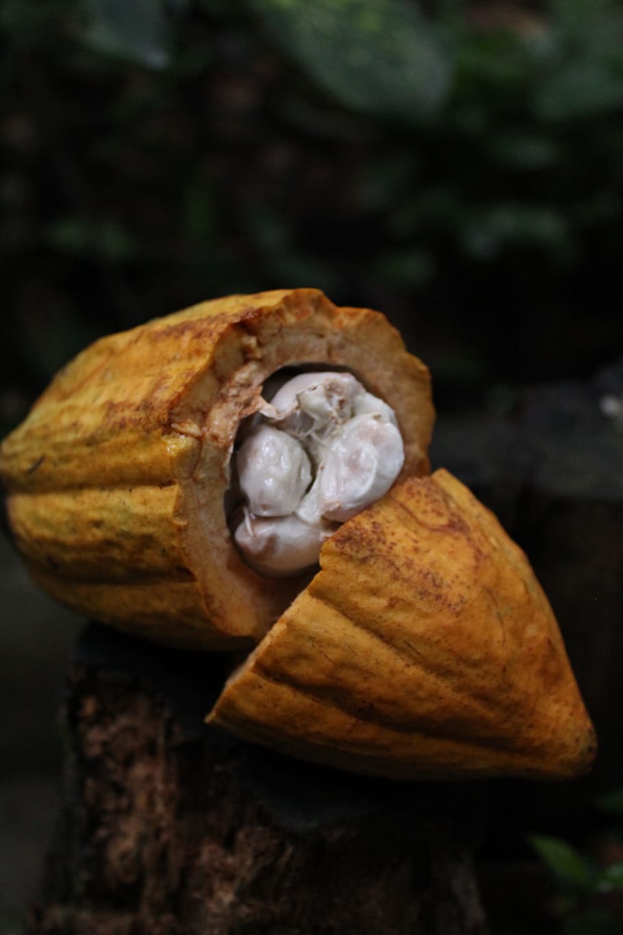 cocoa, nature, chocolate, food and drink, close-up, freshness HD wallpaper