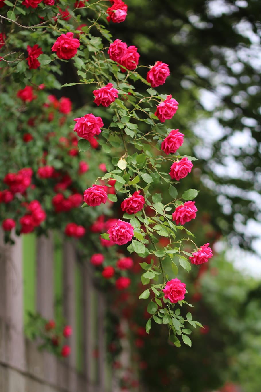 rose, rose vines, nature, plants, beautiful, red roses, fence, HD wallpaper