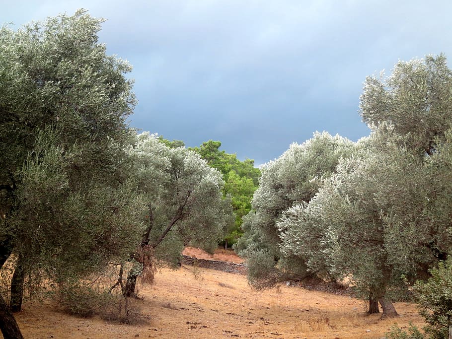Clouds, Trees, Turkey, storm, threatening clouds, nature, outdoors HD wallpaper