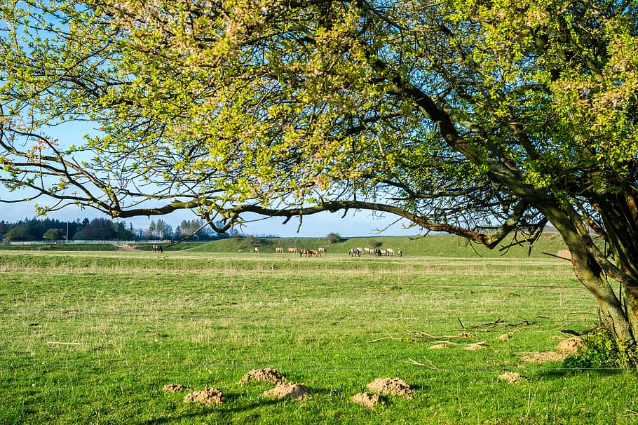 Spring, Meadow, Pasture, Horses, Tree, wild horse, grass, nature HD wallpaper