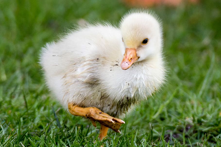 Muddy Fluffball, white duckling on the grass field, bird, chick HD wallpaper