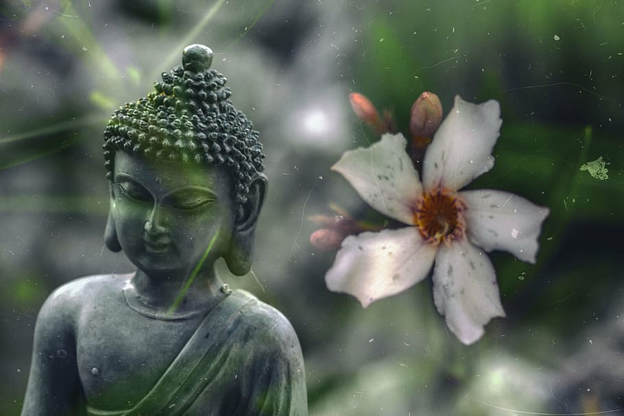 gray Buddha beside white adenium close up photo, flower, buddhism, HD wallpaper